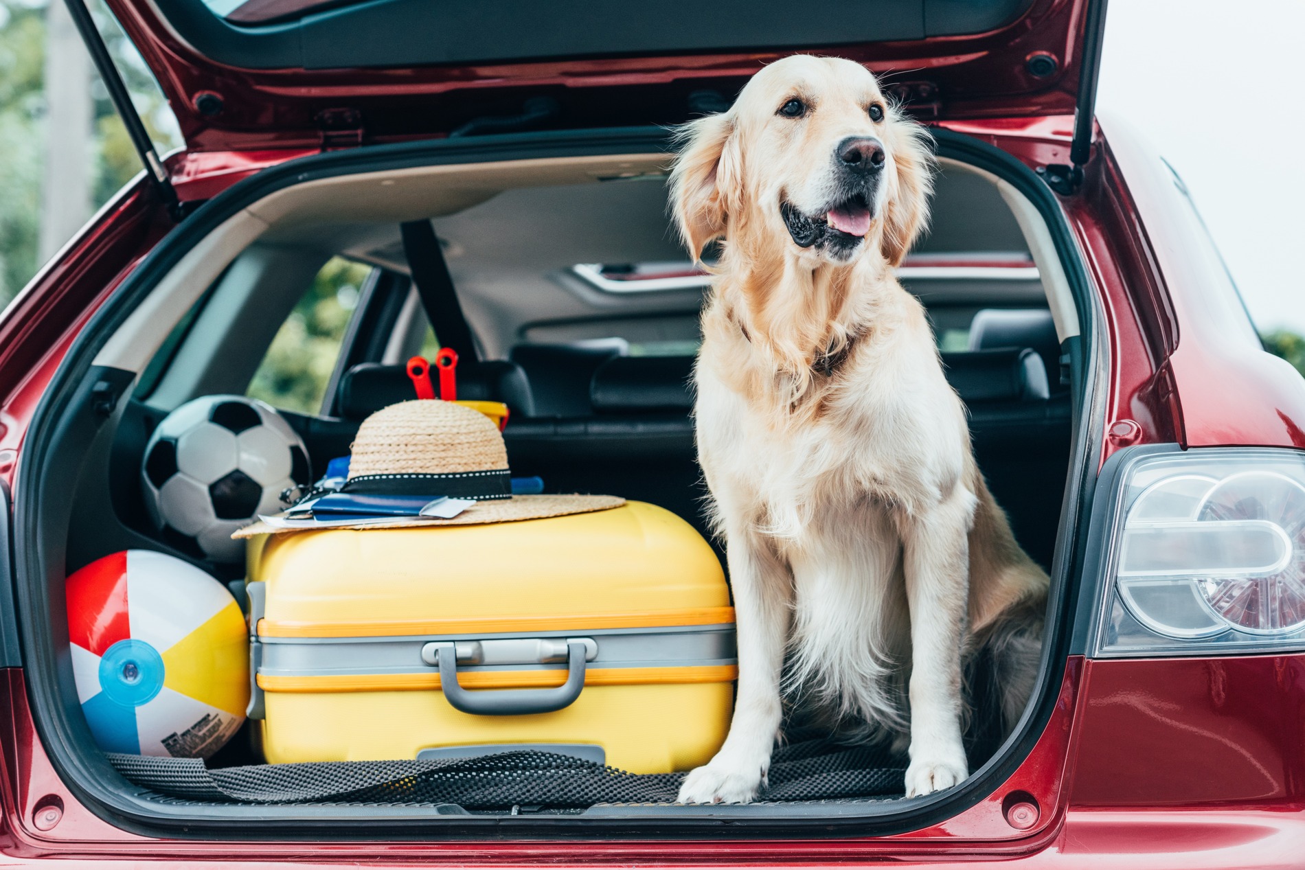 Dog on his way to travel after getting all his necessary documents at his local vet in Denver CO
