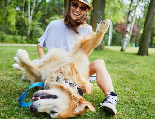 Understanding Pet Allergies in Denver, CO: What Owners Need to Know