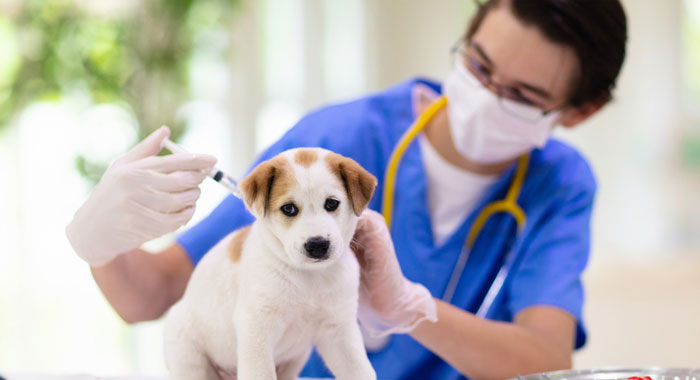 Puppy gets his first vaccine at State of the Heart Vet in Denver CO