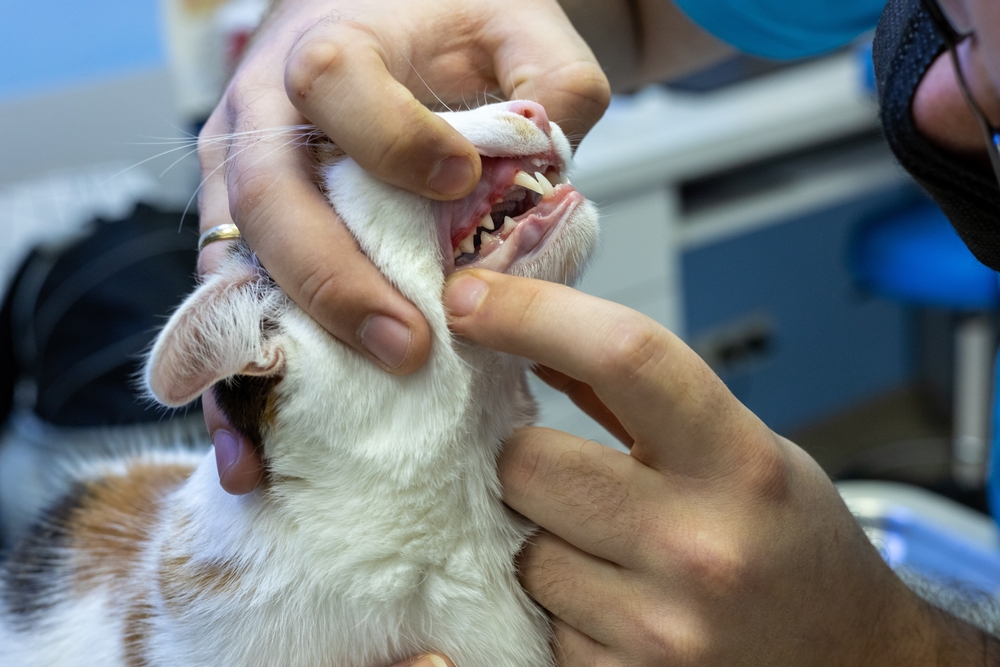 Veterinarian examining a dog with swollen gums during a dental health evaluation